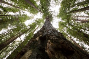 Humboldt Redwood Forest